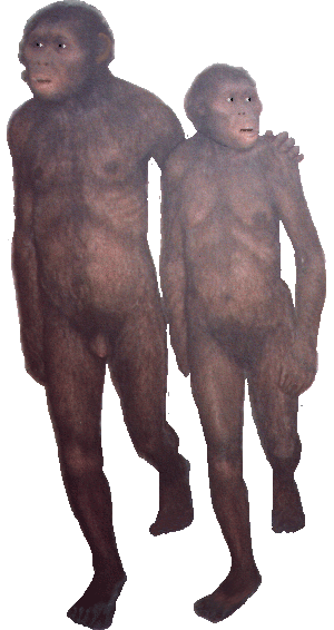 Australopithecus afarensis